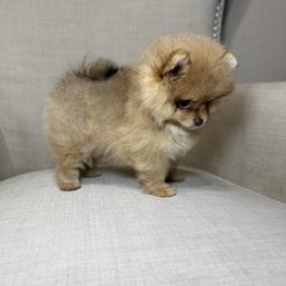 Trixi - Orange female Pomeranian puppy in Phoenix, Arizona from Luxpomz