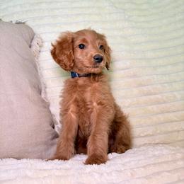 F1B Goldendoodle Leeroy Jenkins - Red  male Goldendoodle puppy in Redding, California from Casa Delarosa Collective Poodles & Doodles