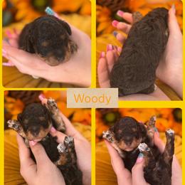 Woody - Phantom male Bernedoodle puppy in Decatur, Tennessee from Diamond's Doodles