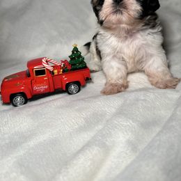 Chelsea - Red and white female Shih Tzu puppy in California from Fairy Tails Shih Tzus CA