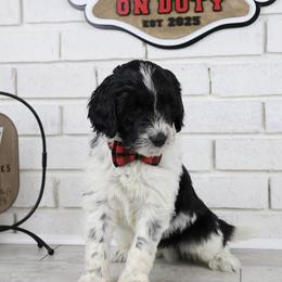 Woody - Parti male Labradoodle puppy in Bryantown, Maryland from Doodles on Duty