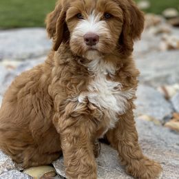 Australian Labradoodle Puppies from Cascade Canyon Labradoodles