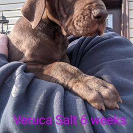 Great Dane Puppies from F&B Kennels