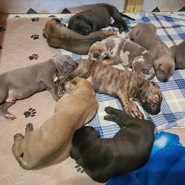 German Shepherd and Great Dane Puppies from White Pine Acres K9