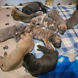 German Shepherd and Great Dane Puppies from White Pine Acres K9