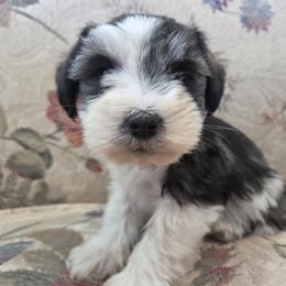 Suzie - Parti female Miniature Schnauzer puppy in Paradise, Utah from Highbornschnauzers