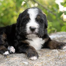 Klaus - Tri-color male Bernedoodle puppy in Pulaski, Tennessee from My Fair Doodles