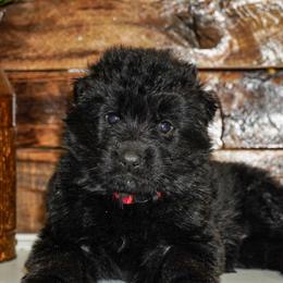 Pink collar - Black female German Shepherd puppy in Howell, Michigan from Sheyenne Buentello's German Shepherds