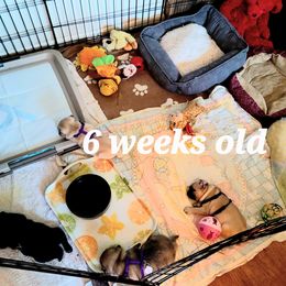 Pug Puppies from Pug Place Phoenix