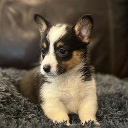 MN - F1 - Black and tan female Pembroke Welsh Corgi puppy in Stockton, Iowa from Infinity Corgis