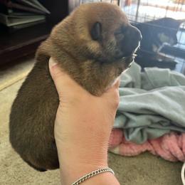 Wonder women - Red female Shiba Inu puppy in De Witt, Michigan from Avalon/Amaterasu-Omikami Sou