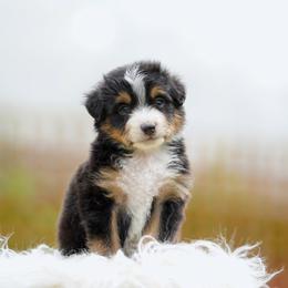 Max - Tri-color male Bernedoodle puppy in Spokane, Washington from Lilac City Doodles