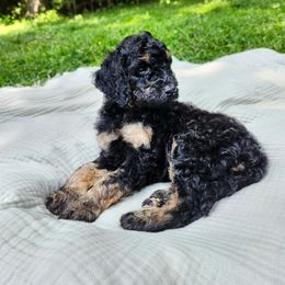 Spruce - Brindle male Poodle puppy in Troy, New Hampshire from SP Standard Poodles