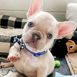French Bulldogs from Hudson Valley Frenchies