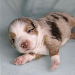 Lightning - Red merle male Miniature Australian Shepherd puppy in Harrisonville, Missouri from Trailside Mini Aussies