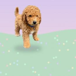 Inigo Montoya - Apricot male Goldendoodle puppy in Dawsonville, Georgia from As You Wish Doodles
