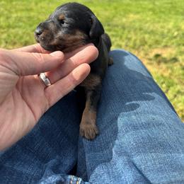 Girl 1 - Black female Jagdterrier puppy in Monroe, Oregon from Oregon Jagdterrier