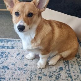 Pembroke Welsh Corgi All Grown Up from G.G.'s Corgis