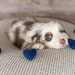 Uri Nator-tail,blue eyes likely - Red merle male Australian Shepherd puppy in Penrose, Colorado from Best Friend Aussies