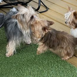 Toy Australian Shepherds and Yorkshire Terriers from DK’s Littles & Co