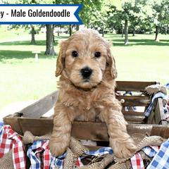 Goldendoodle Puppies from Blessed Day Doodles