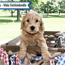 Goldendoodle Puppies from Blessed Day Doodles