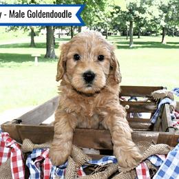 Goldendoodle Puppies from Blessed Day Doodles