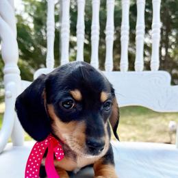 Aspen - Black and tan female Dachshund puppy in Hendersonville, North Carolina from Snarky Doxy Miniature Dachshunds