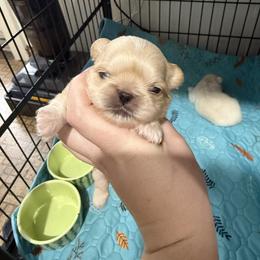 Cream boy - Cream male Pekingese puppy in Clinton, Tennessee from Gracelands Pekingese