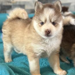 Paprika - Silver and white male Pomsky puppy in Gunter, Texas from The Painted Pomsky