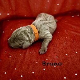 Bruno - Silver gray male Weimaraner puppy in Aitkin, Minnesota from Whispering’s GunDogs