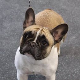 French Bulldogs from Diane Lattimer