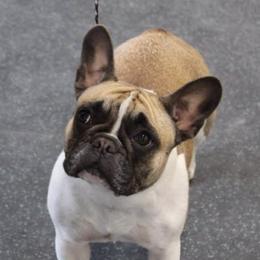French Bulldogs from Diane Lattimer