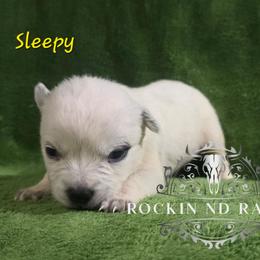 Sleepy - Blue male Australian Cattle Dog puppy in Silsbee, Texas from Rockin ND Ranch