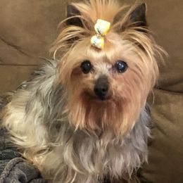 Xoloitzcuintli and Yorkshire Terrier Puppies from Terrifical Yorkies and Xoloitzquintli (toy)