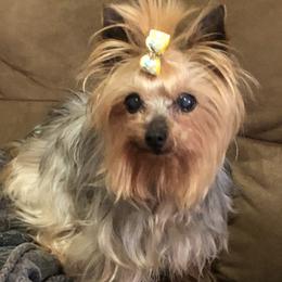 Xoloitzcuintli and Yorkshire Terrier Puppies from Terrifical Yorkies and Xoloitzquintli (toy)