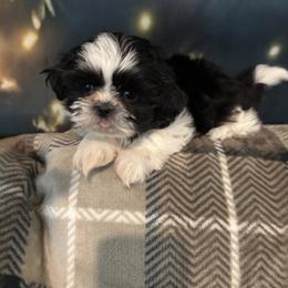 Shih Tzu Puppies from Shihtzu Happen