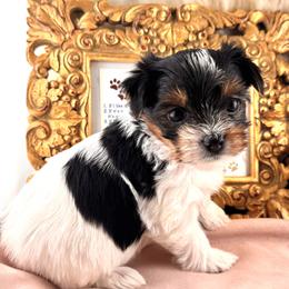 Yorkshire Terrier puppies from Maranatha Yorkies - Stockton