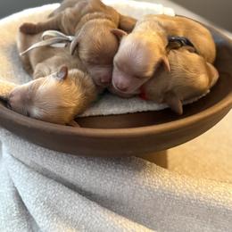 Micro Goldendoodle Male - Reservation Spot Available - Apricot male Goldendoodle puppy in Layton, Utah from Gracious Doodle Dogs