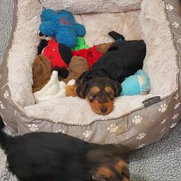 Airedale Terrier Puppies from Arily Airedales