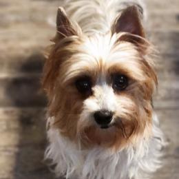 Leela - Yorkshire Terrier