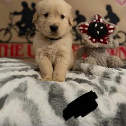 Eddie - Golden male Golden Retriever puppy in Duncan, South Carolina from Glimmer Goldens