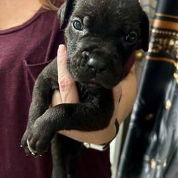 Grumps - Black male Cane Corso puppy in Centerville, Georgia from Kane Corso Kennels