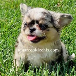 Chihuahua Puppies from Sugar Cookie Chihuahuas