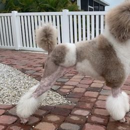 Poodles from Light of Day Kennels