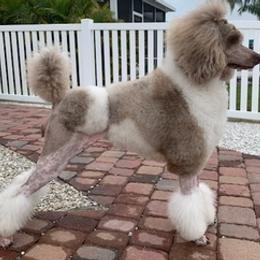 Poodles from Light of Day Kennels