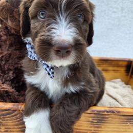 Aussiedoodle Puppies from The Cuddly Dood Ranch