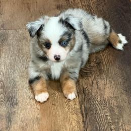 Cricket - Blue merle male Toy Australian Shepherd puppy in Puryear, Tennessee from A&W Toy Aussies