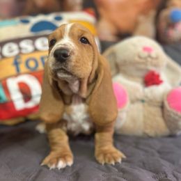 Pancake - Tan and white male Basset Hound puppy in Pilot Mtn, North Carolina from Lowdown Love Basset Hounds