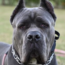 Cane Corso Puppies from Far From Average Kennels